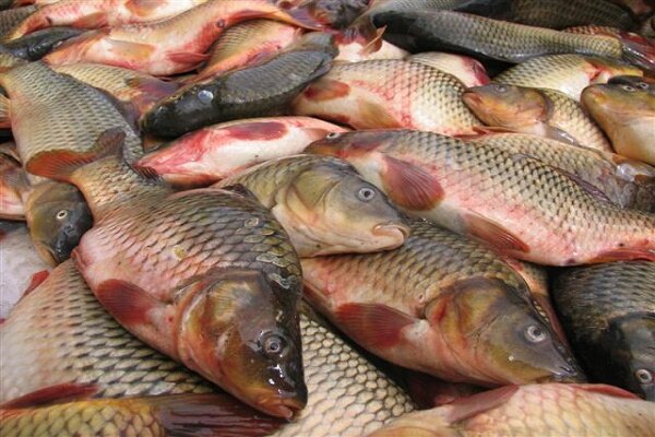 صادرات ۷.۵ میلیون دلاری ماهیان گرم آبی پرورشی گیلان